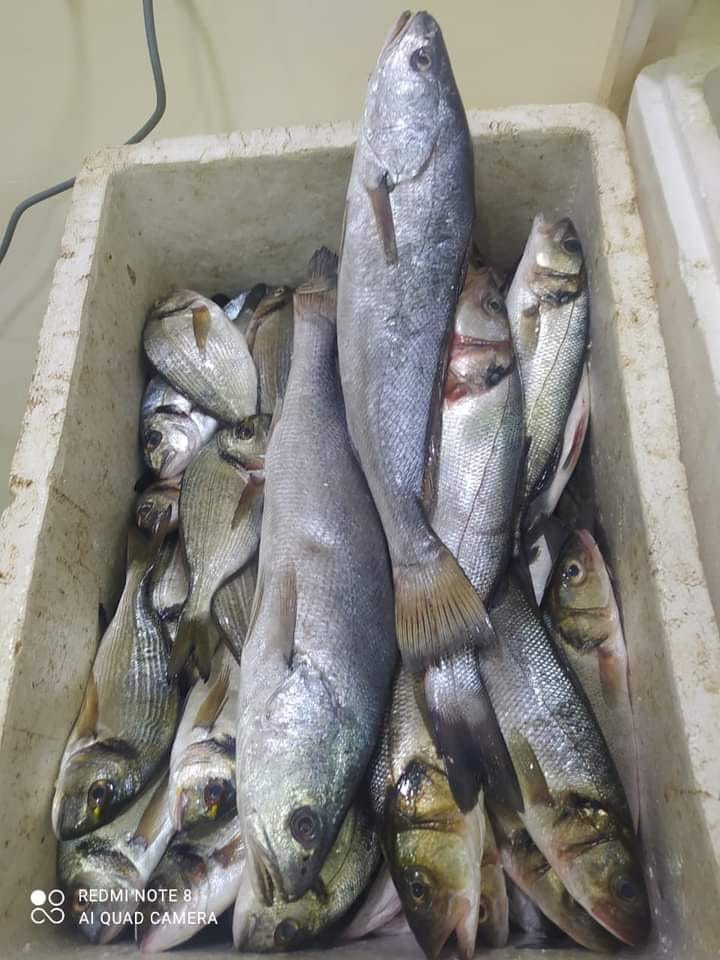 جنوب سيناء