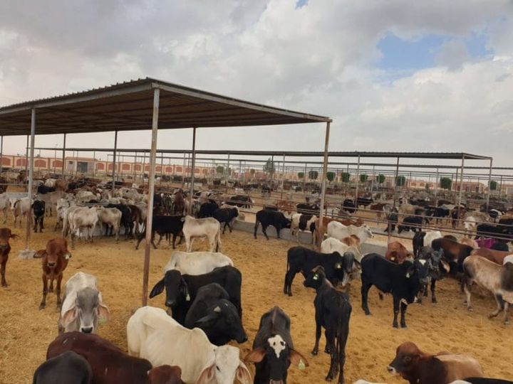 المالكى