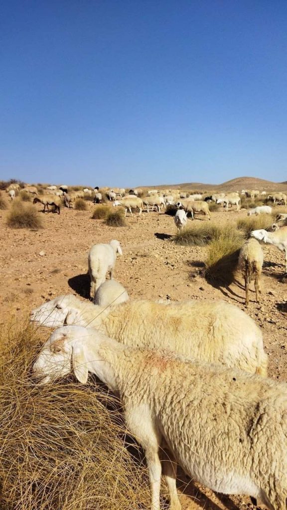 ميمونة