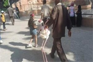 طيور الفلامنجو